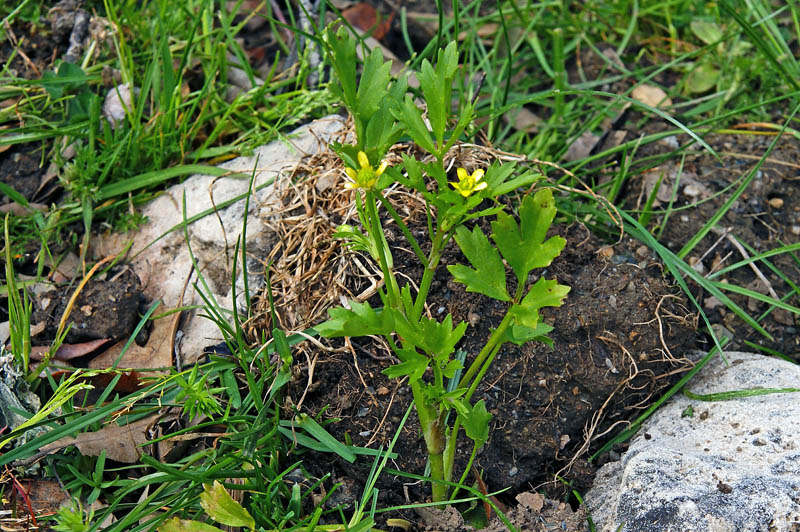 Ranunculus trilobus / Ranuncolo trilobo